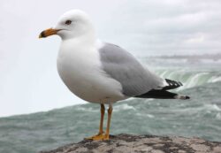 Seagulls