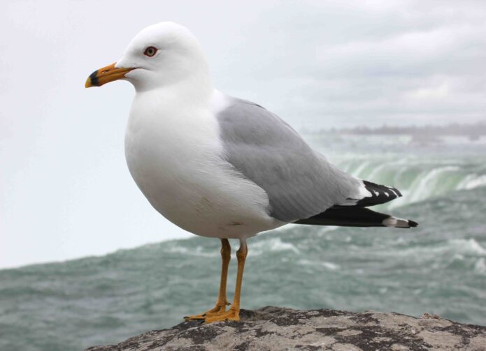 Seagulls