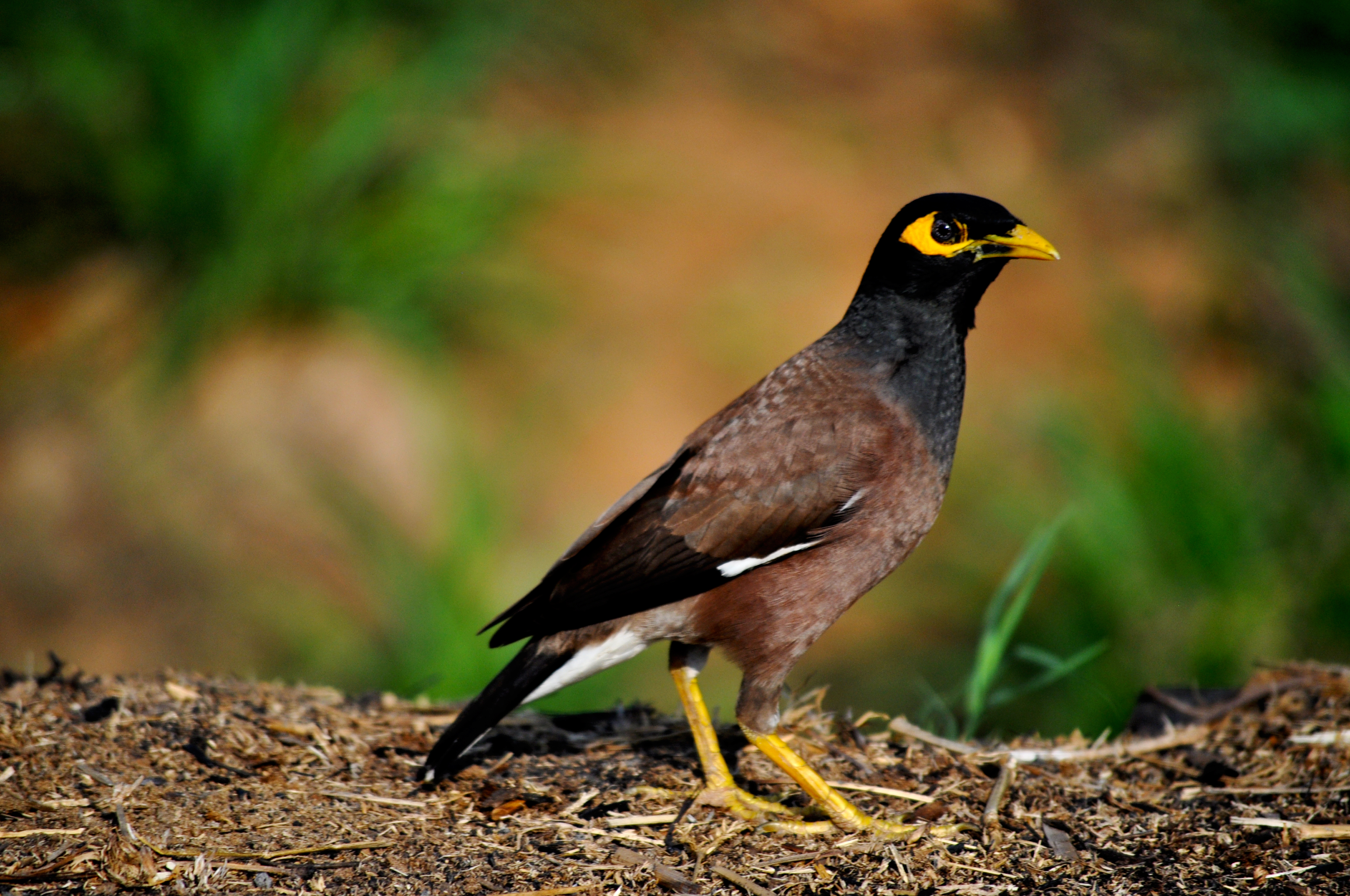 Indian Myna Bird Control
