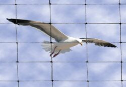 Bird Netting