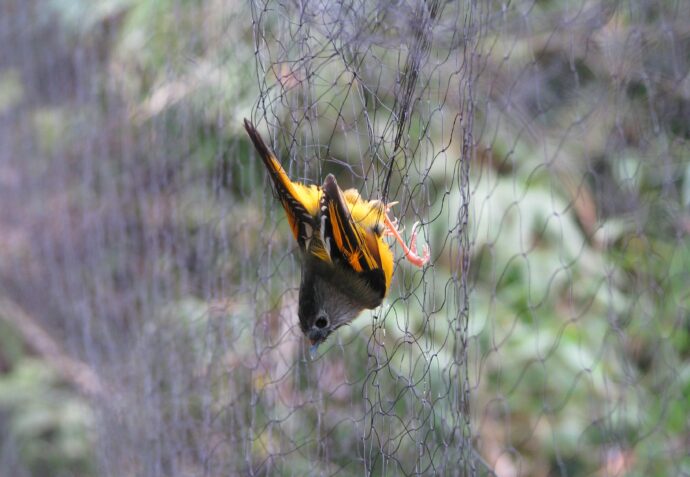 Mist netting