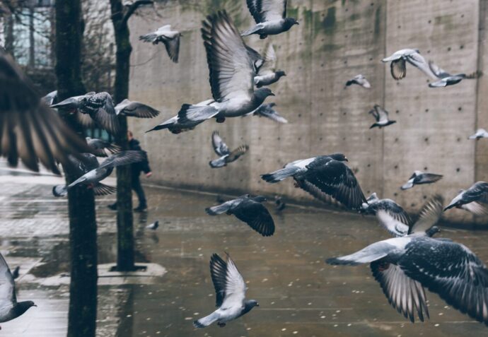 Pigeon Culling/Shoots