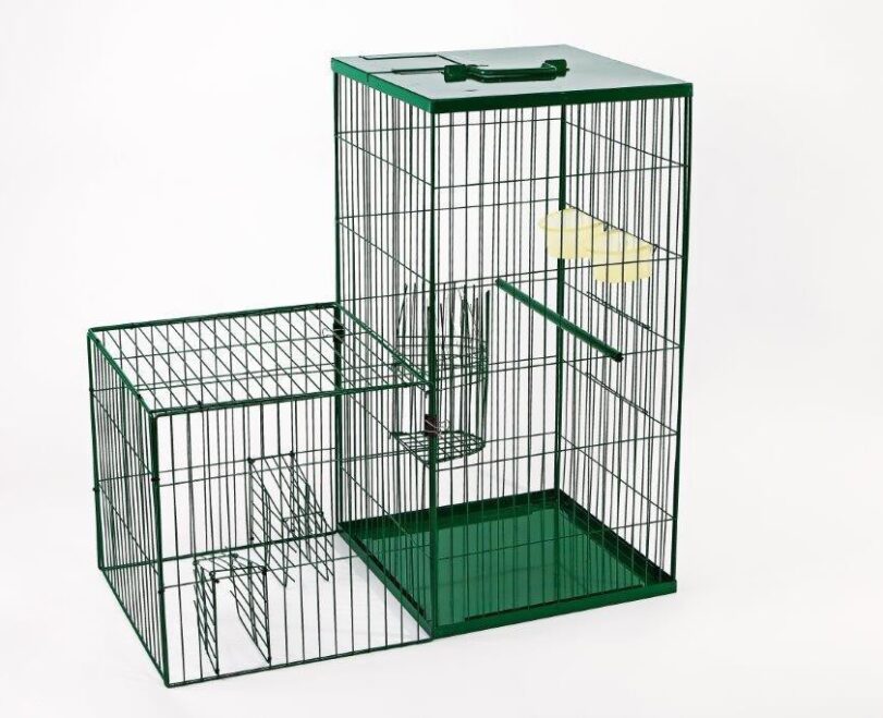 Read More About Indian Myna Trap