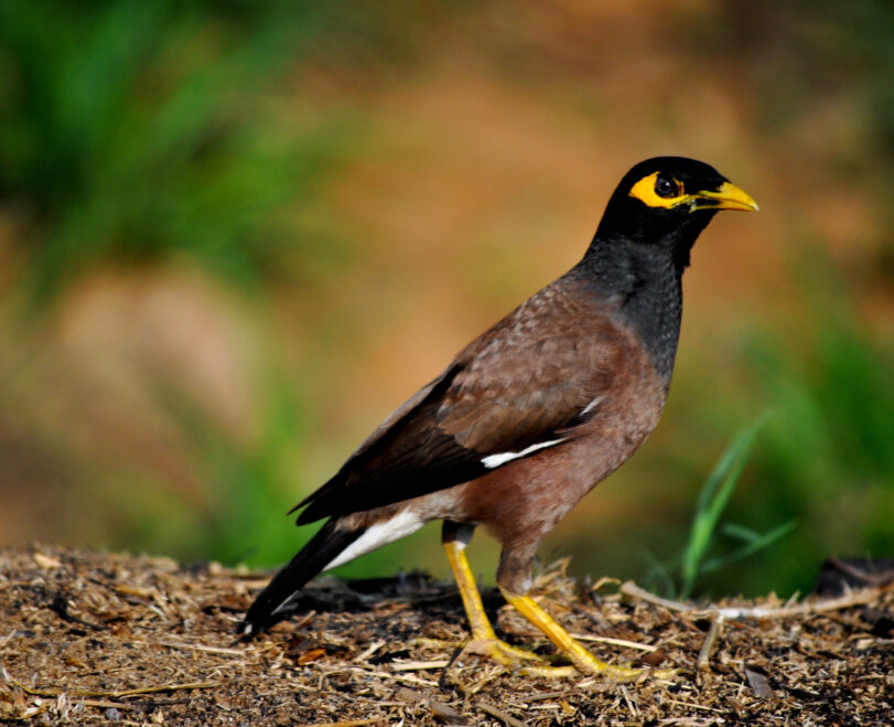 Read More About Indian Myna Trap