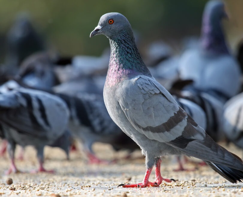 Read More About Pigeons