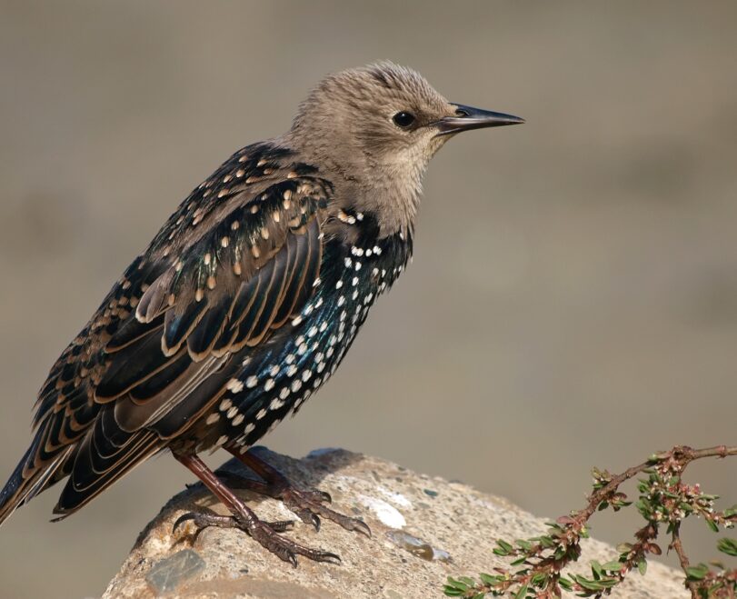 Read More About Common Starling