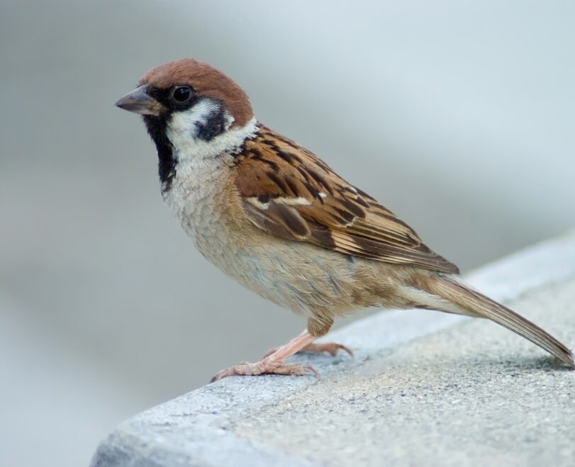 Read More About Sparrow