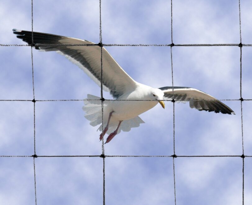 Read More About Bird Netting