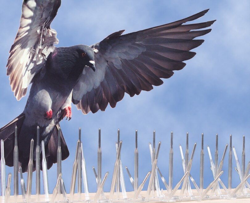 Read More About Bird Spiking