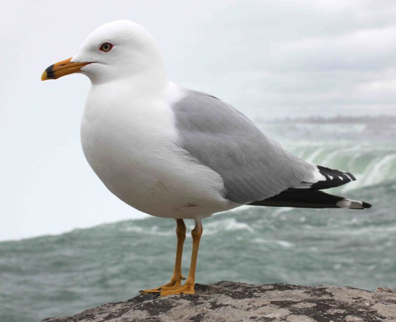 Read More About Seagulls